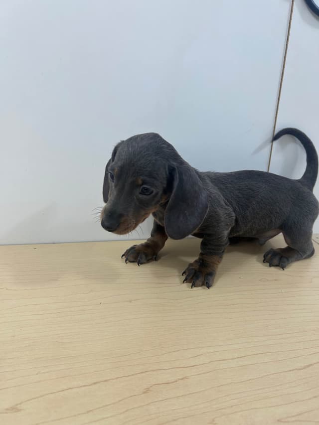 Dachshund Puppies media 5