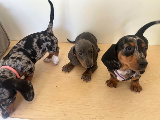 Dachshund Puppies media 6