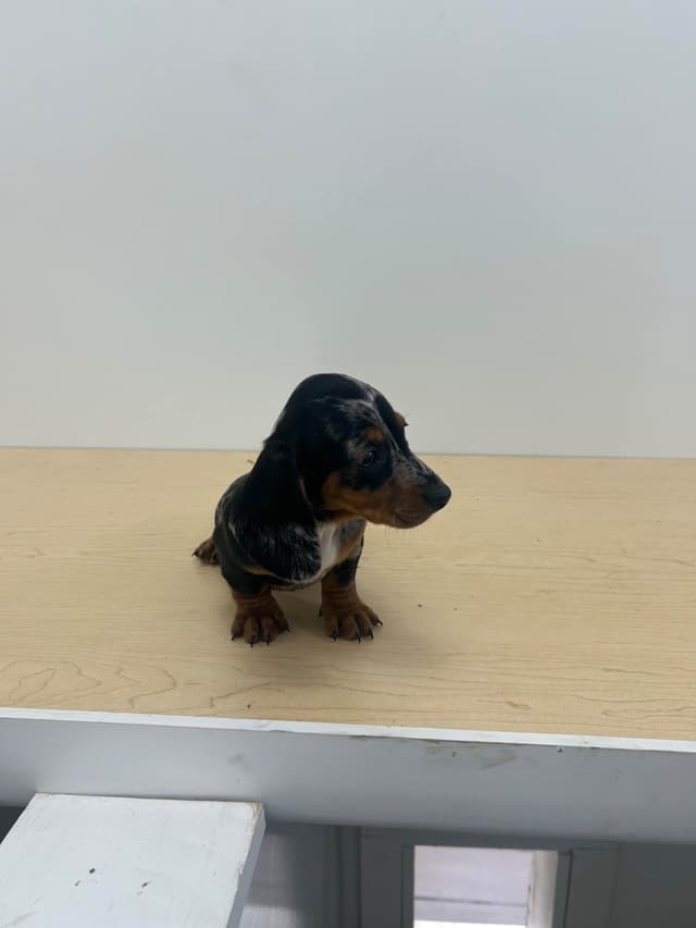 Dachshund Puppies media 7