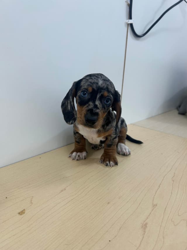 Dachshund Puppies media 8