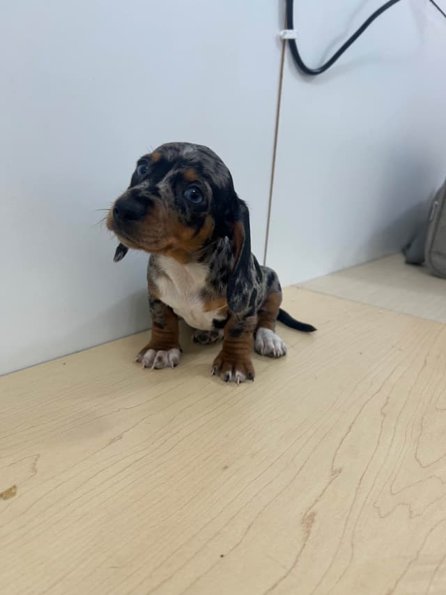 Dachshund Puppies media 9