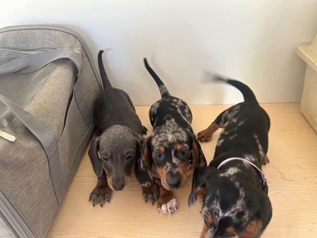 Dachshund Puppies media 10