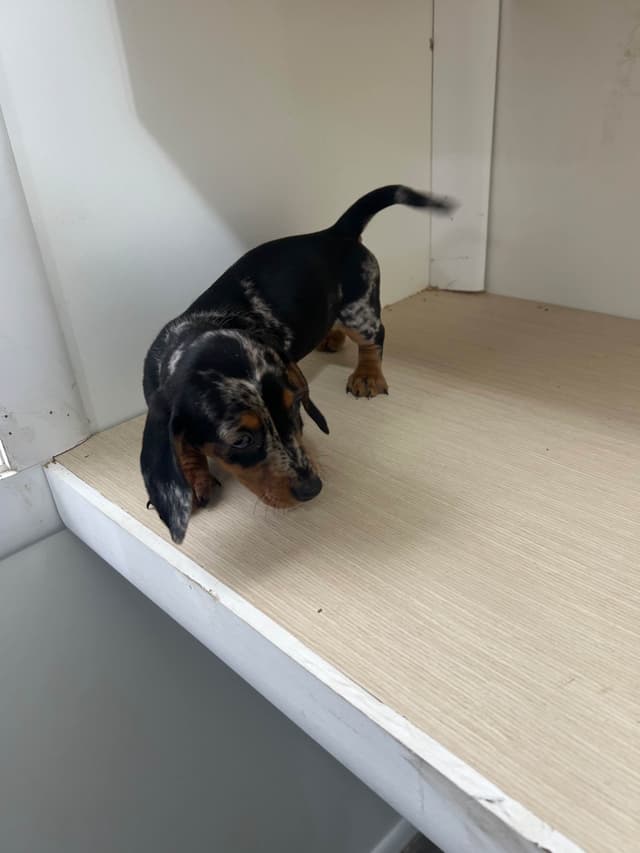 Dachshund Puppies media 12