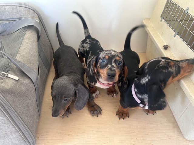 Dachshund Puppies media 13