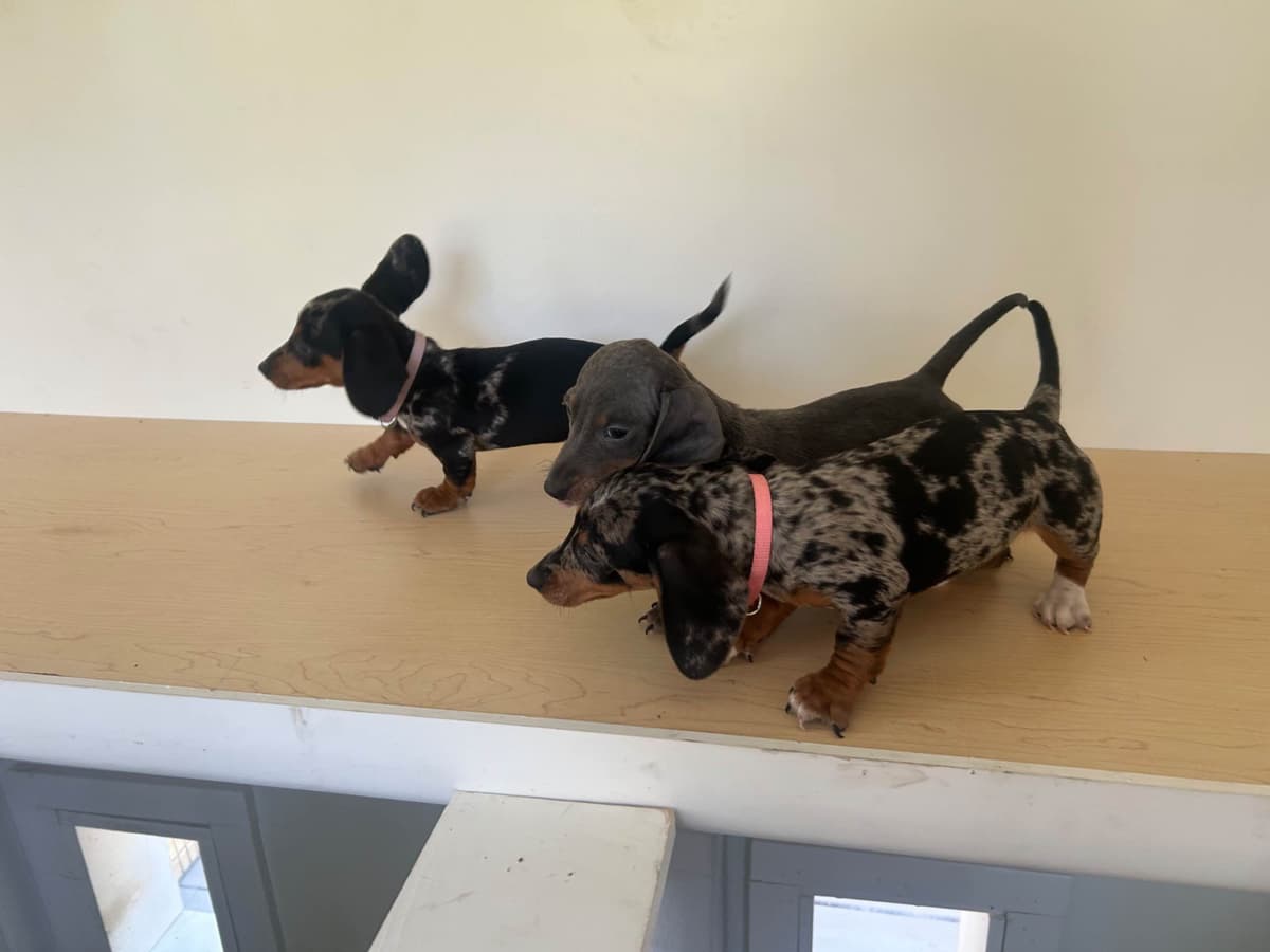 Dachshund Puppies breeder image 9