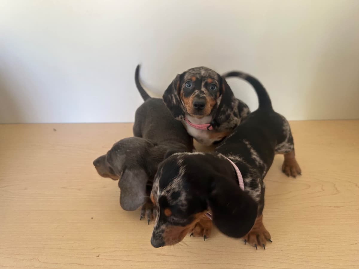 Dachshund Puppies breeder image 10