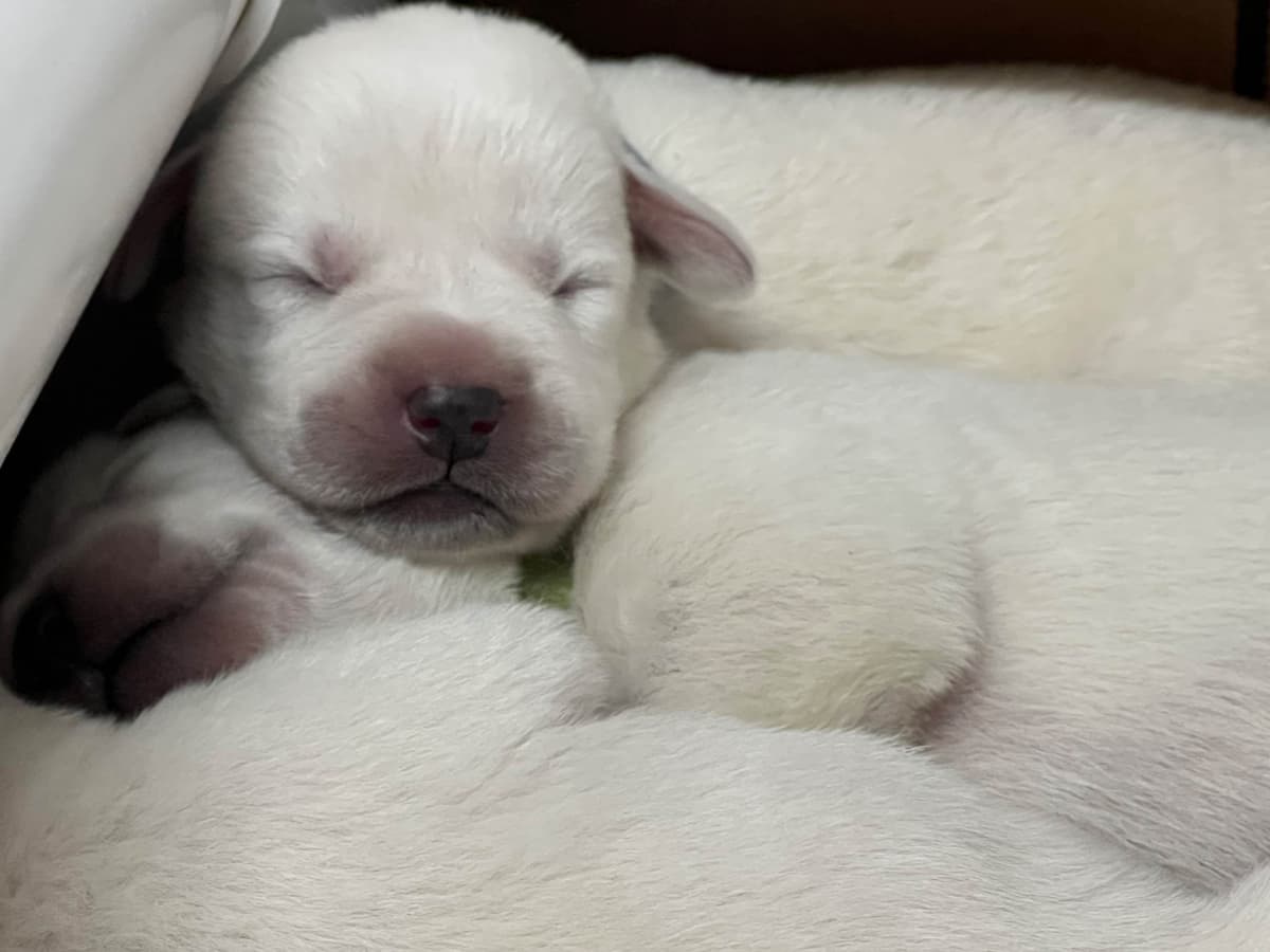 Labrador Retriever Puppies breeder image 3