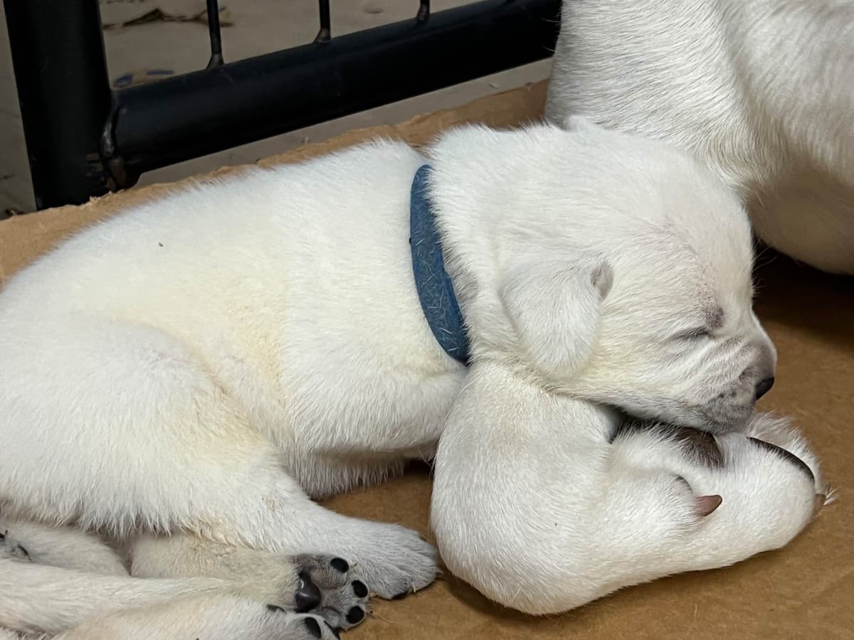 Labrador Retriever Puppies breeder image 4