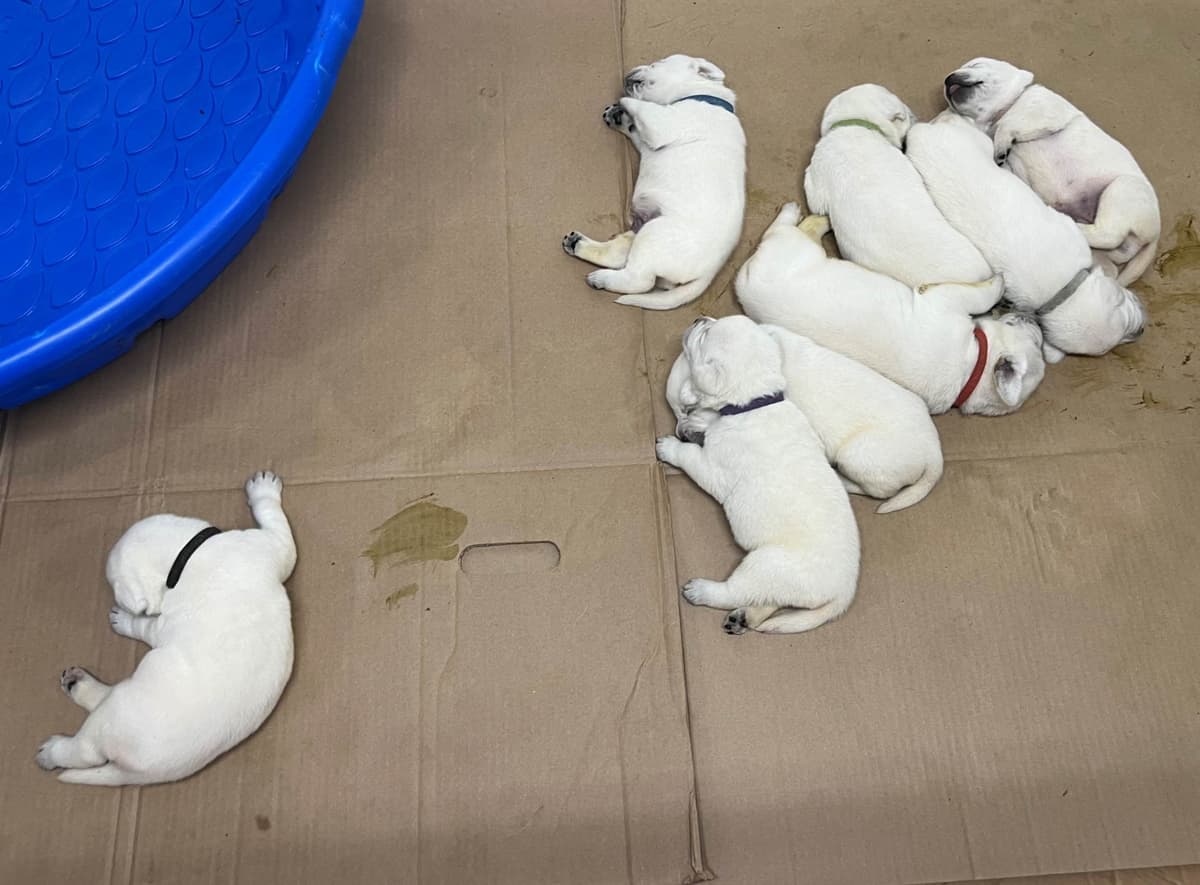 Labrador Retriever Puppies breeder image 5
