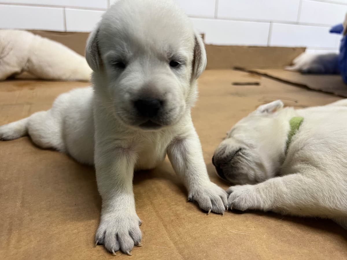 Labrador Retriever Puppies breeder image 6