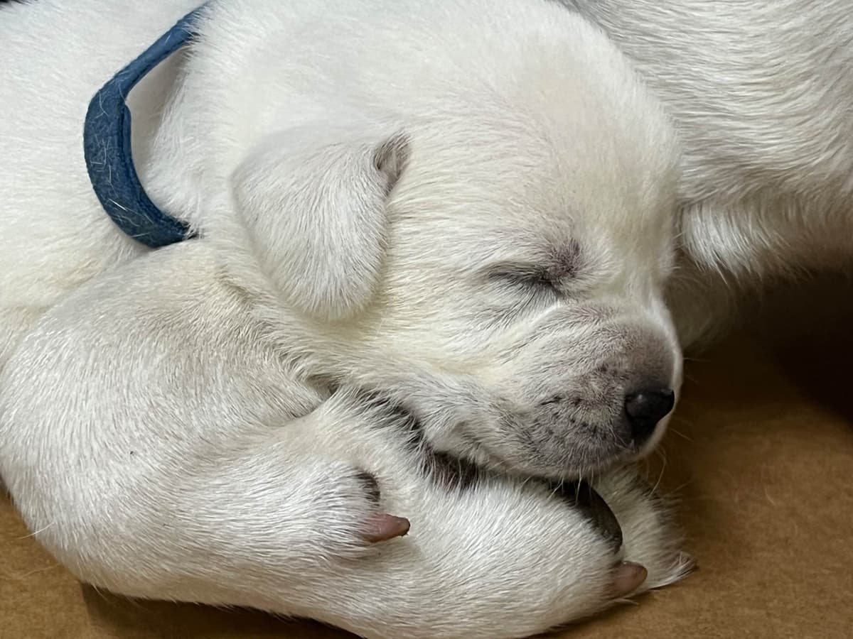 Labrador Retriever Puppies breeder image 1