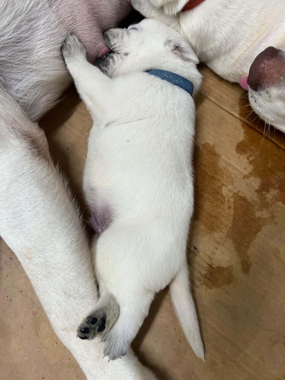 Labrador Retriever Puppies breeder image 7