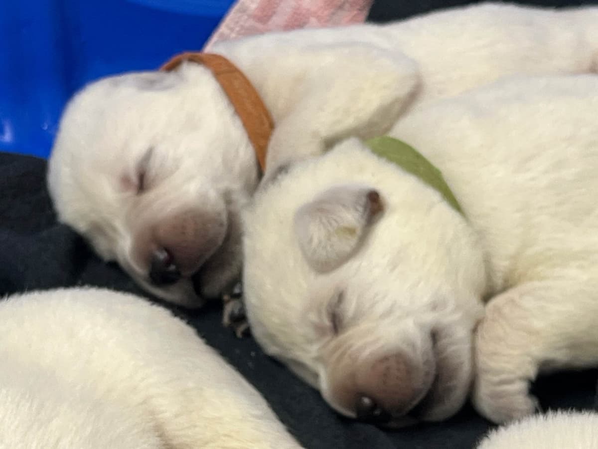 Labrador Retriever Puppies breeder image 10