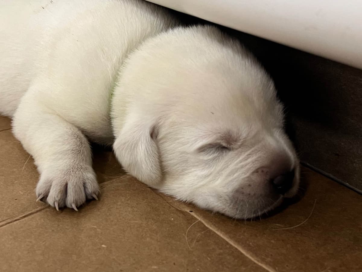 Labrador Retriever Puppies breeder image 8
