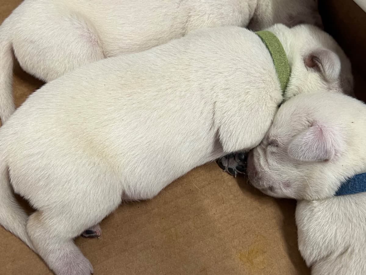 Labrador Retriever Puppies breeder image 9