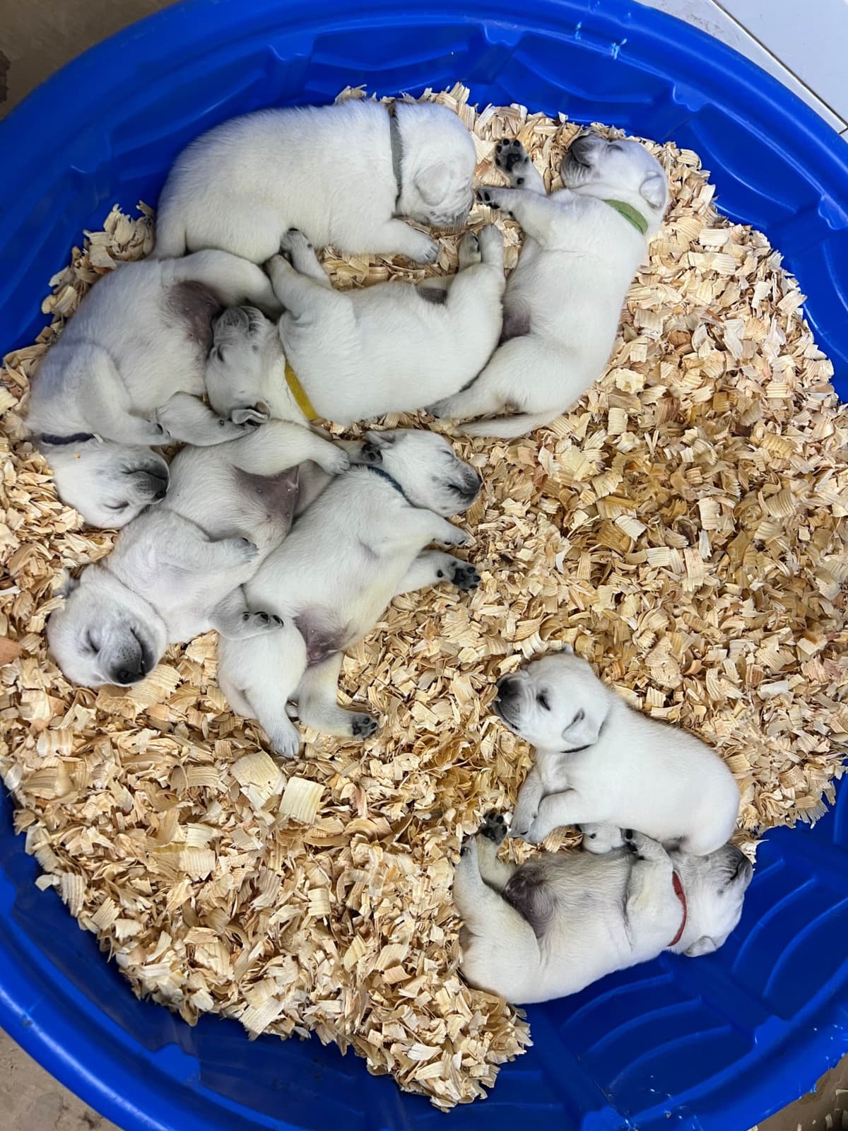 Labrador Retriever Puppies breeder image 11