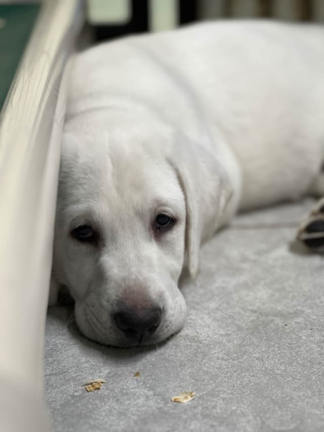 Labrador Retriever Puppies media 2