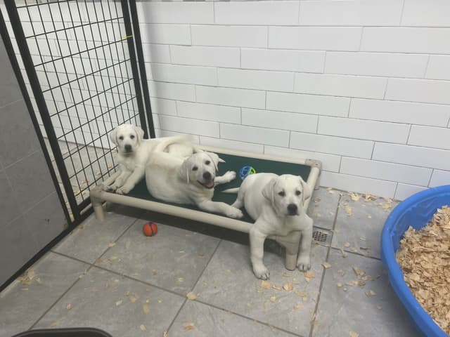Labrador Retriever Puppies media 3