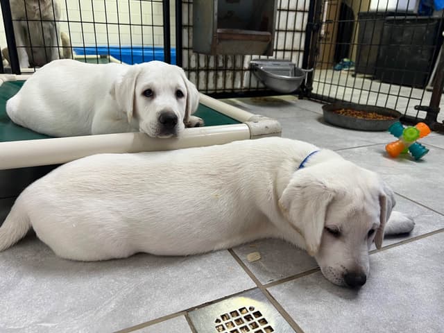 Labrador Retriever Puppies media 4