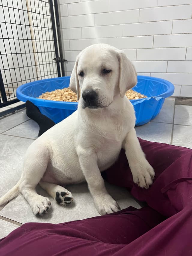 Labrador Retriever Puppies media 5