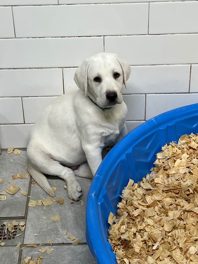 Labrador Retriever Puppies media 6