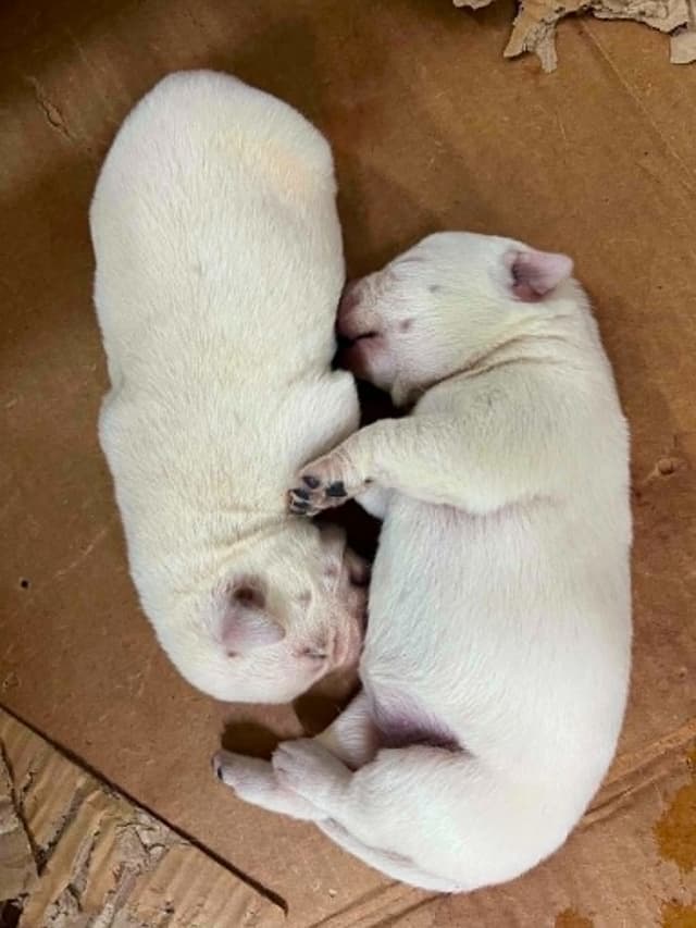 Labrador Retriever Puppies media 3