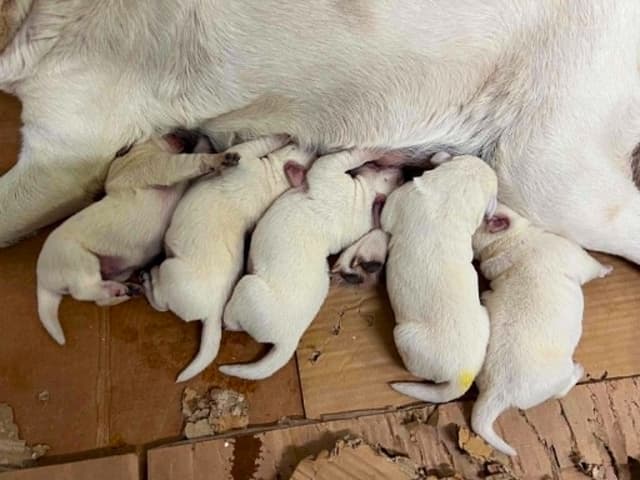 Labrador Retriever Puppies media 4