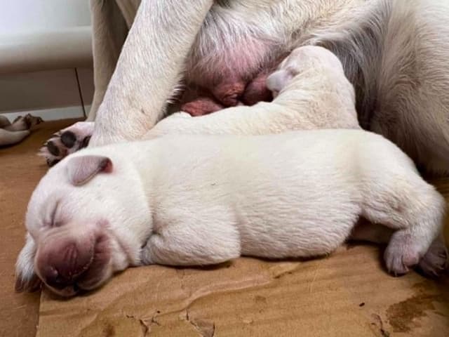 Labrador Retriever Puppies media 5