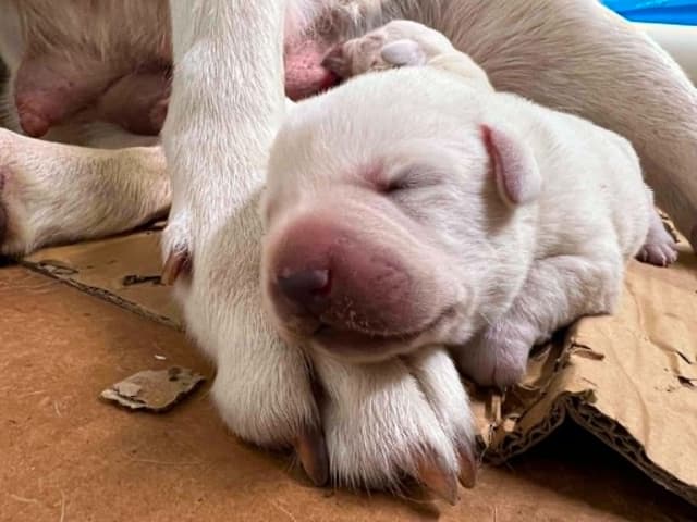 Labrador Retriever Puppies media 6