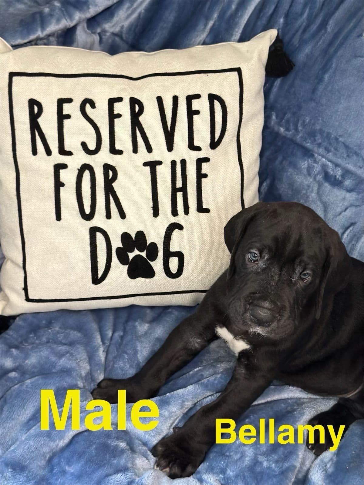 Great Dane Puppies breeder image 1