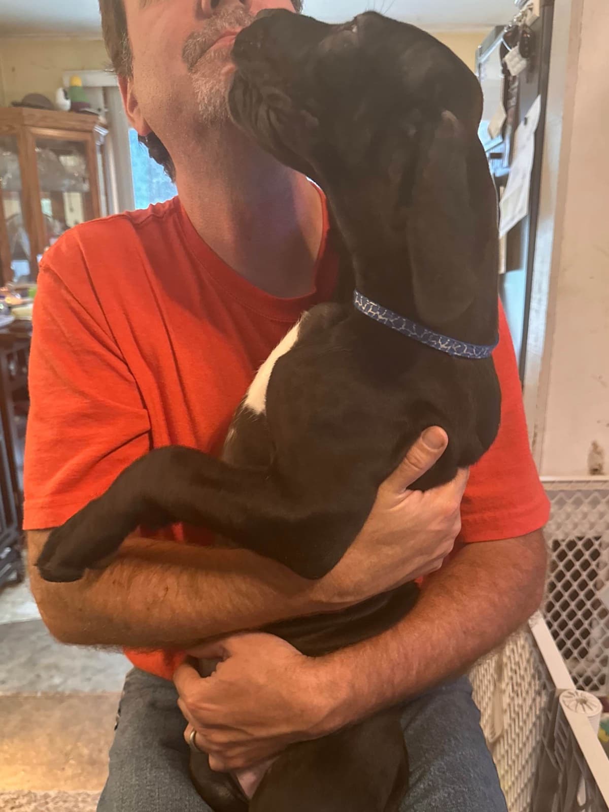 Great Dane Puppies breeder image 2