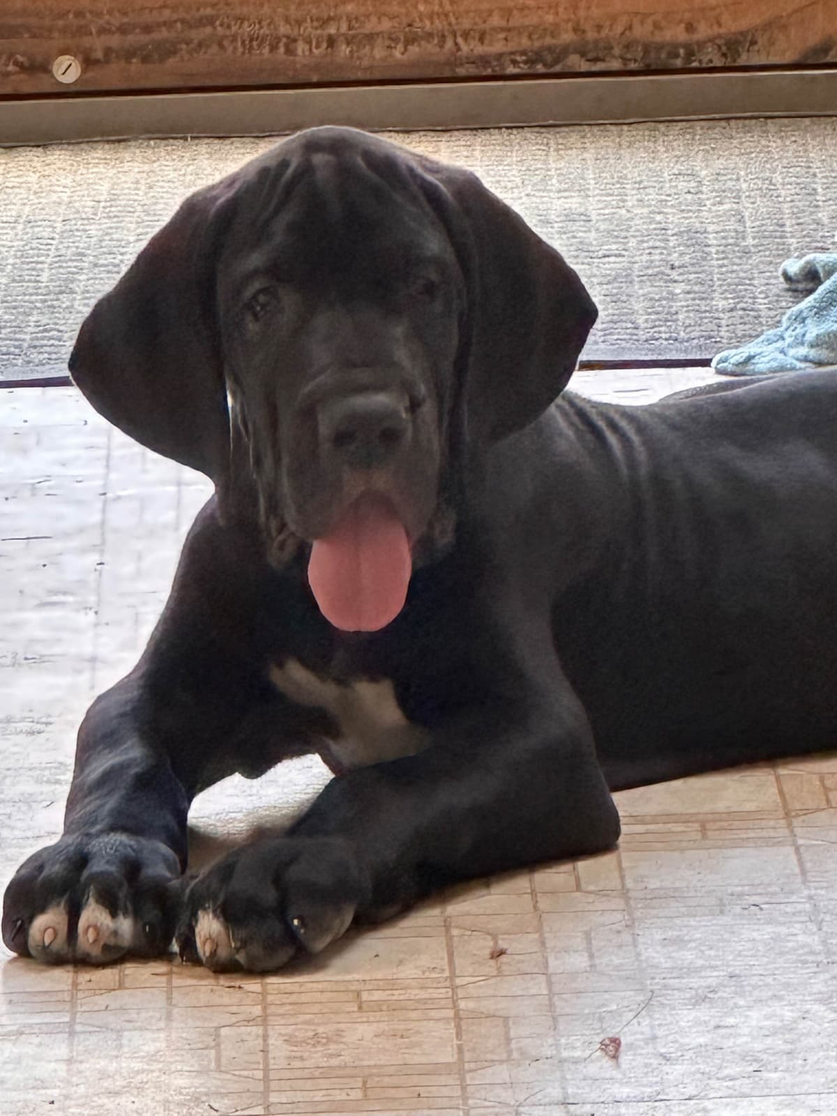 Great Dane Puppies breeder image 3