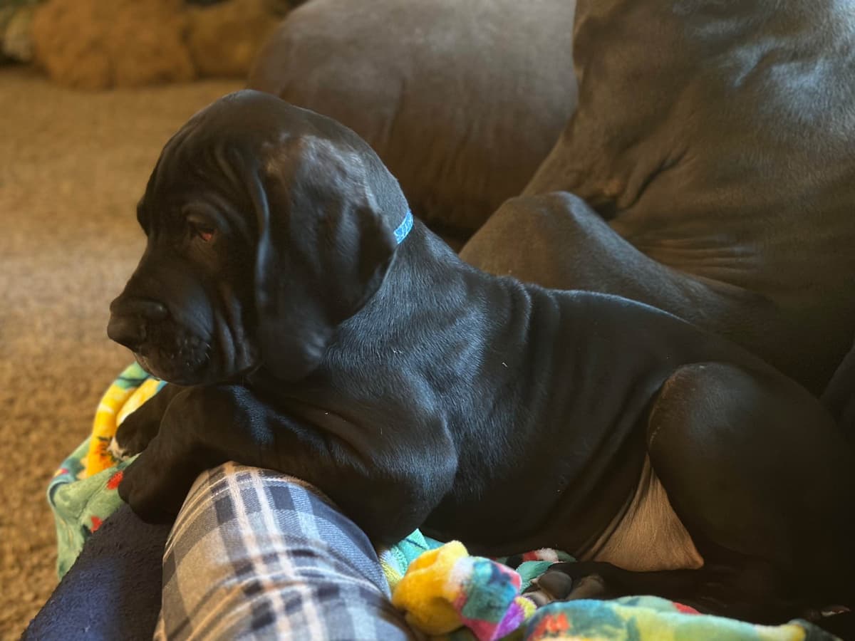 Great Dane Puppies breeder image 4