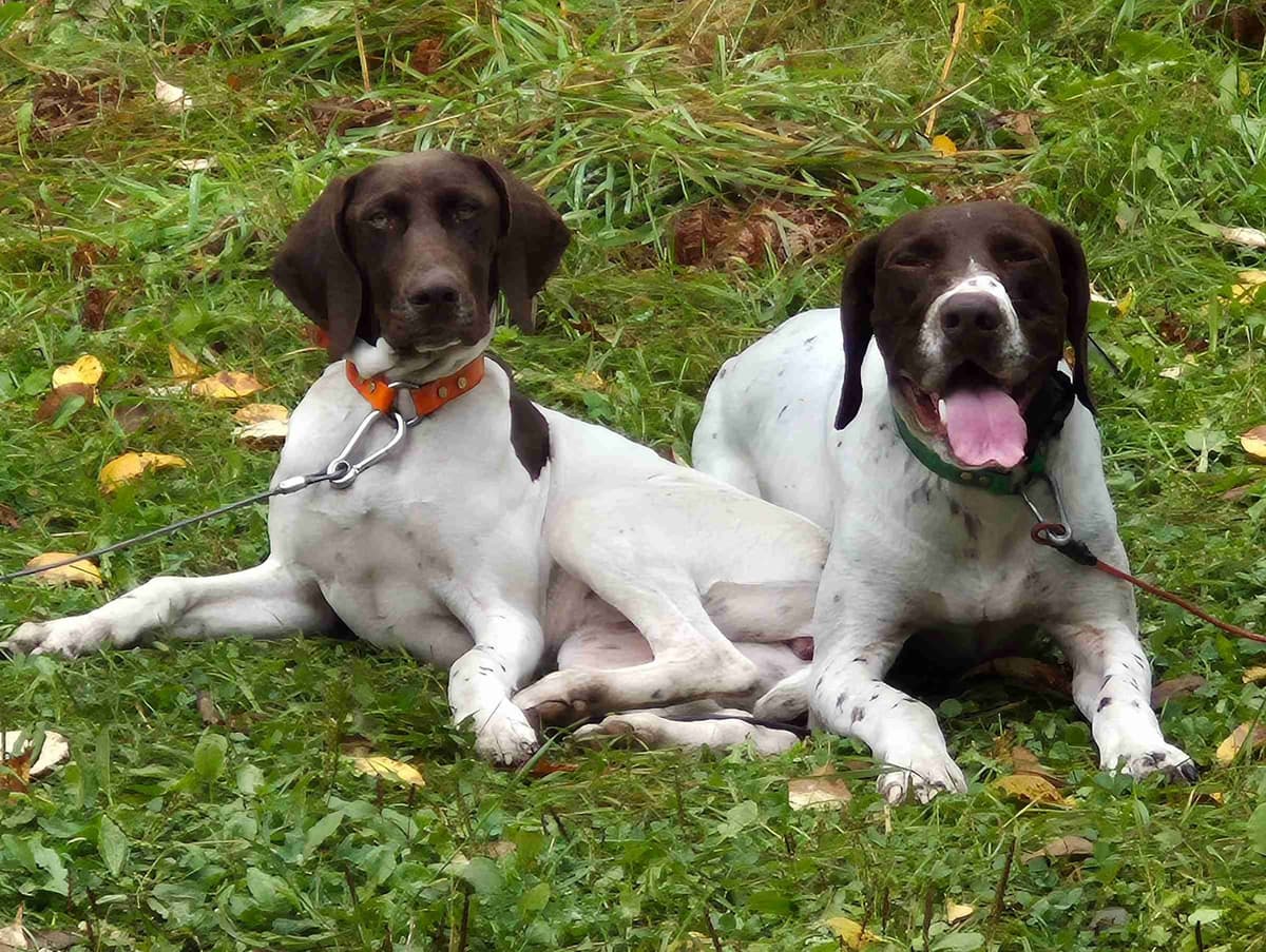 German Shorthaired Pointer Puppies breeder image 3
