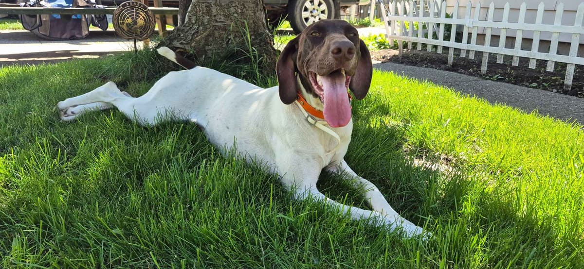 German Shorthaired Pointer Puppies breeder image 4