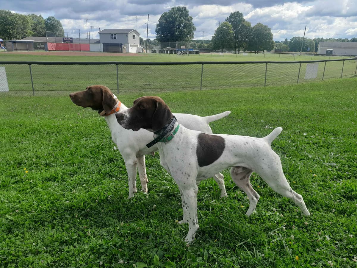 German Shorthaired Pointer Puppies breeder image 5