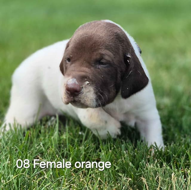 German Shorthaired Pointer Puppies media 3