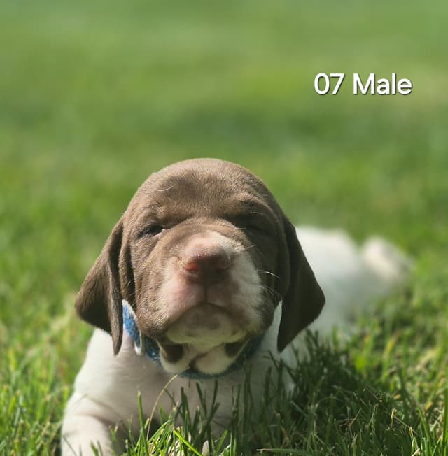 German Shorthaired Pointer Puppies media 5