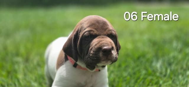 German Shorthaired Pointer Puppies media 4