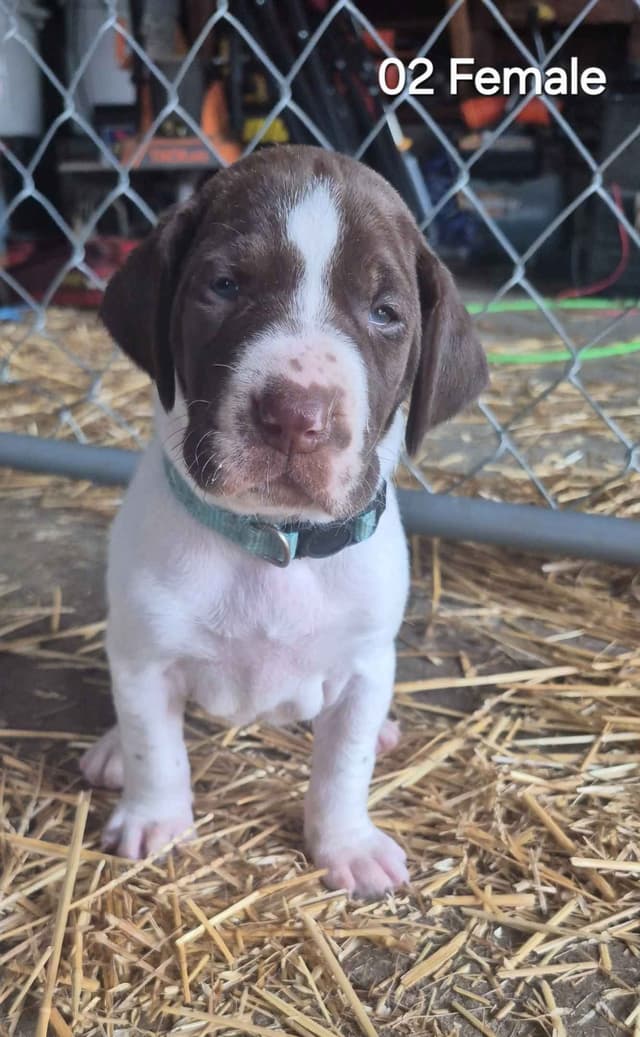 German Shorthaired Pointer Puppies media 6