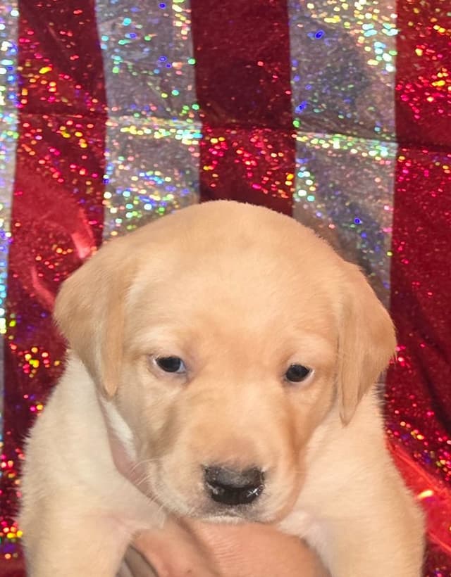 Labrador Retriever Puppies media 2