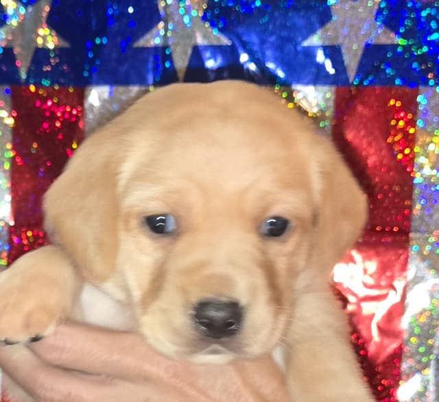 Labrador Retriever Puppies media 7