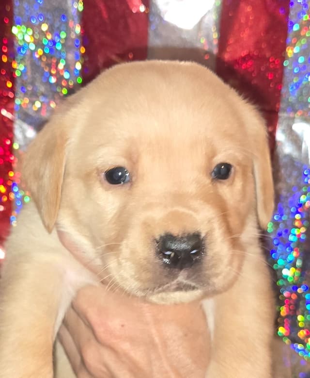 Labrador Retriever Puppies media 3