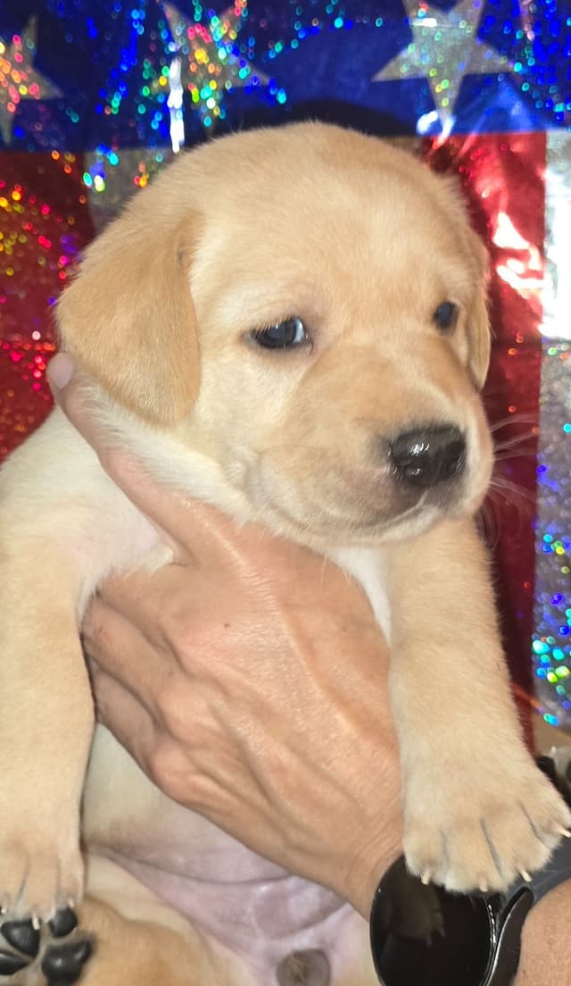 Labrador Retriever Puppies media 5