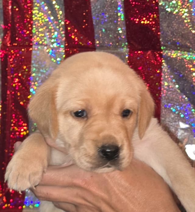 Labrador Retriever Puppies media 6