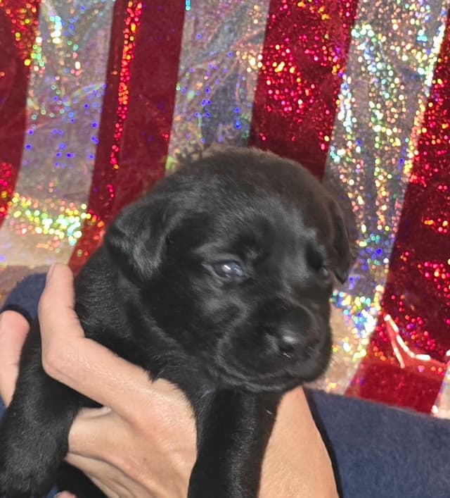 Labrador Retriever Puppies media 2