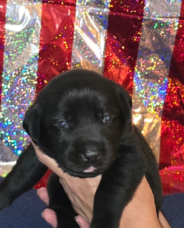 Labrador Retriever Puppies media 3