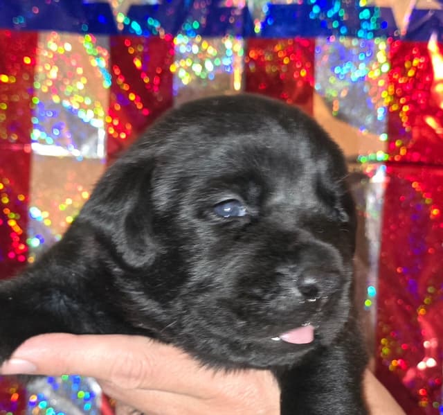 Labrador Retriever Puppies media 5