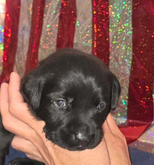Labrador Retriever Puppies media 4