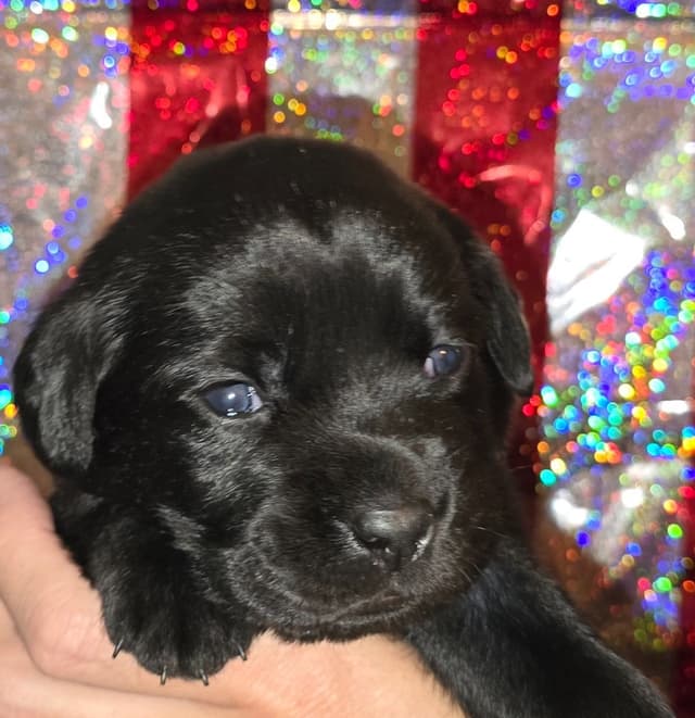 Labrador Retriever Puppies media 6